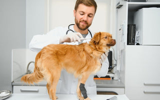 Veterinarian examining a small dog's temperature