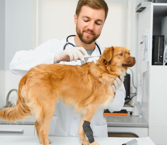 Veterinarian examining a small dog's temperature