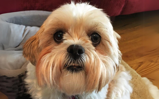 Adorable Shih Tzu dog looking at the camera.