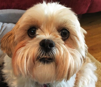 Adorable Shih Tzu dog looking at the camera.