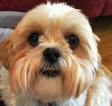 Adorable Shih Tzu dog looking at the camera.