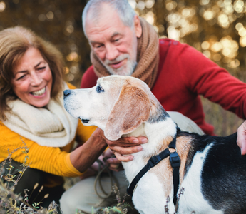 Happy senior couple petting their beagle dog outdoors in autumn.