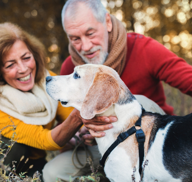 Happy senior couple petting their beagle dog outdoors in autumn.