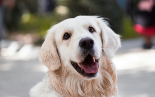 Happy Golden Retriever dog looking up
