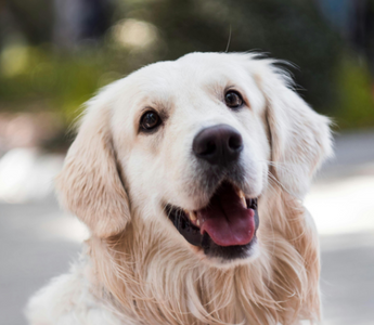 Happy Golden Retriever dog looking up