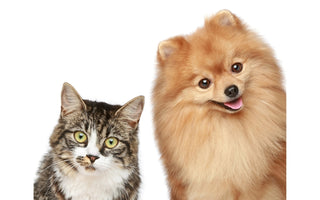 Why do Dogs and Cats Fight?