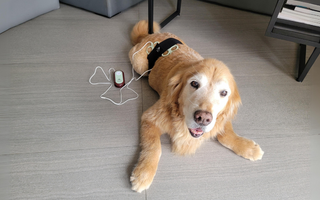 Revitalize Naturally: Ways to Slow Down Aging in Pets