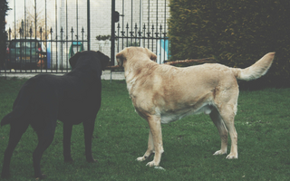 Two dogs, a black Lab and a yellow Lab, play tug-of-war with a stick near a fence.