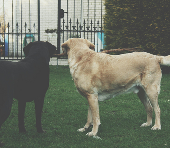 Two dogs, a black Lab and a yellow Lab, play tug-of-war with a stick near a fence.