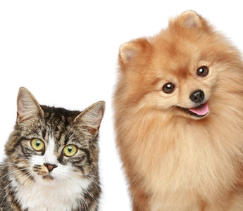 A fluffy Pomeranian dog and a tabby cat sit side-by-side, looking at the camera.