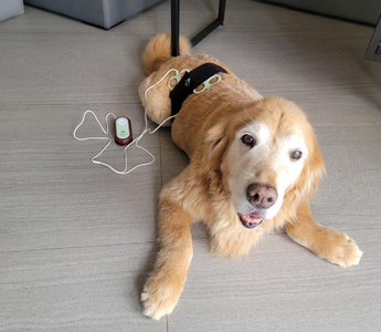 Senior Golden Retriever receiving PEMF therapy.