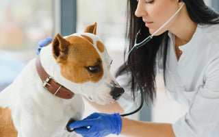 Understanding Bloat in Dogs: Causes, Symptoms, and Treatment