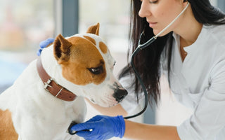 Veterinarian examining dog with stethoscope