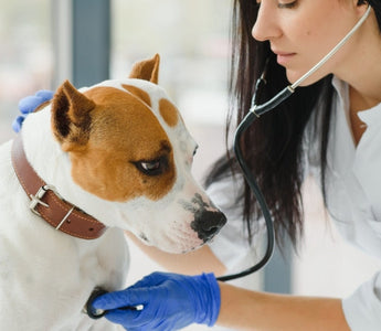Veterinarian examining dog with stethoscope