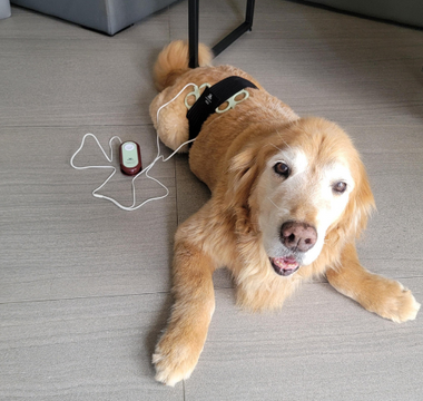 Senior Golden Retriever receiving PEMF therapy.