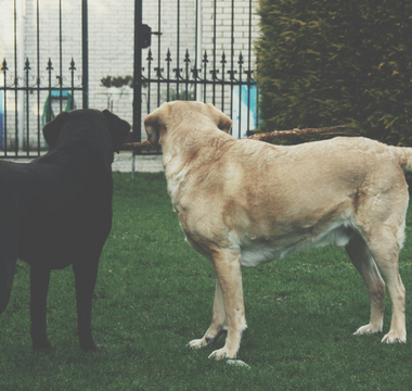 Letting Go of Pet Loss Grief: Jack McAfghan's Gentle Advice on Blessing and Releasing