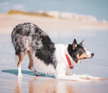 PEMF for Dogs With Muscle Soreness: What to Know