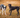 Why Does My Dog Suddenly Lift One Back Leg?