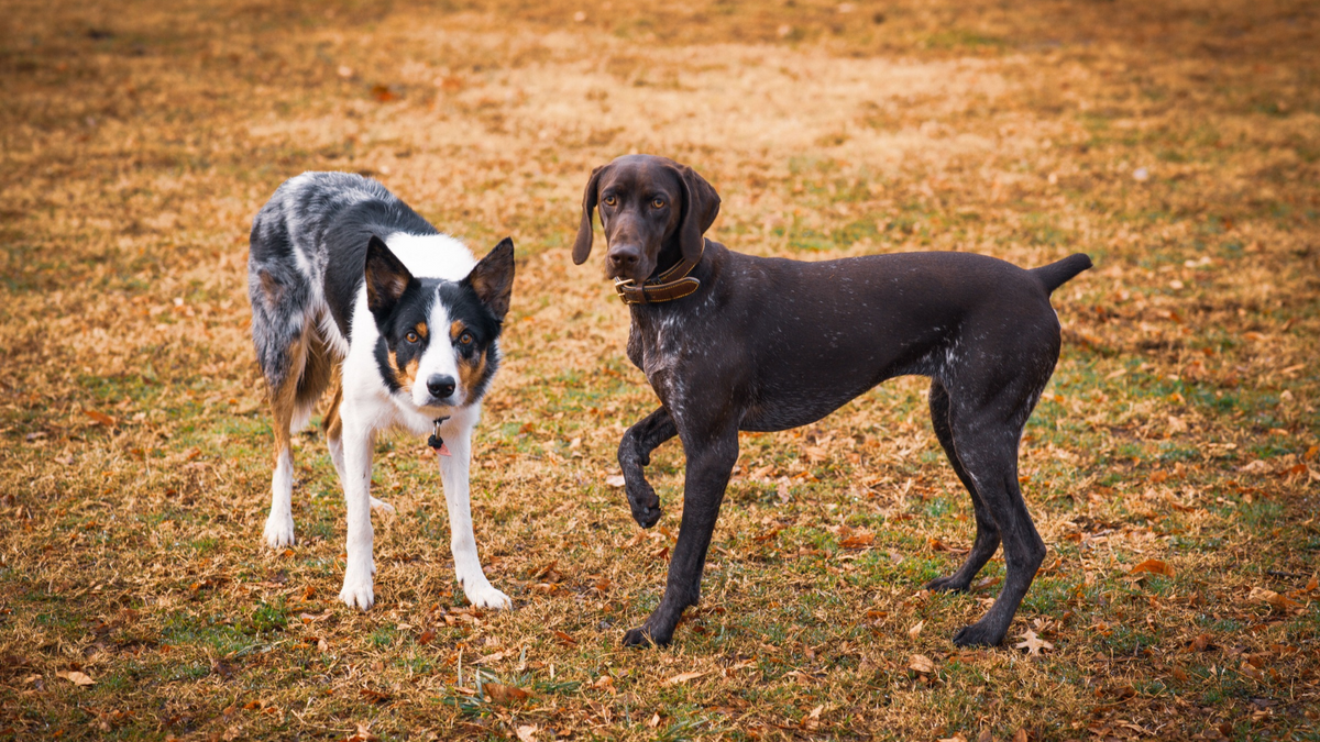 Why Does My Dog Suddenly Lift One Back Leg?