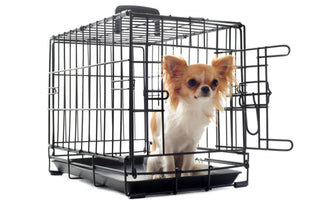 Cage Training for Dogs: Is it Ethical?