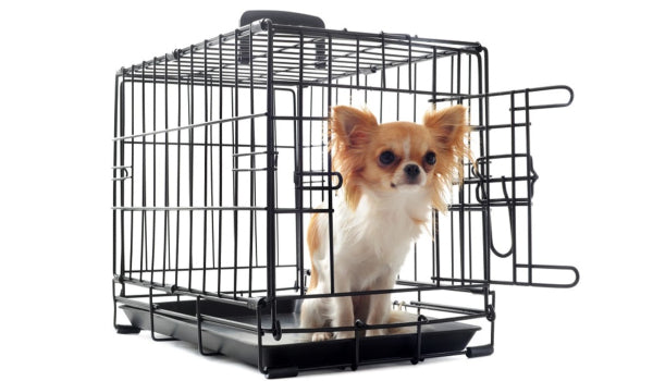 Cage Training for Dogs: Is it Ethical?