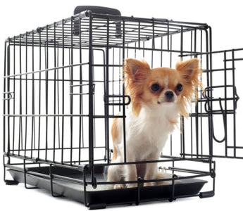 Small chihuahua dog inside a black wire pet carrier.