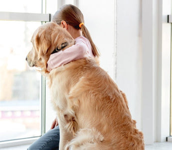 Girl hugs Golden Retriever, looking out window