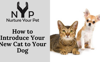 How to Introduce Your New Cat to Your Dog