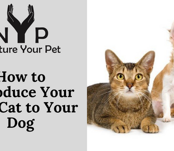 How to Introduce Your New Cat to Your Dog