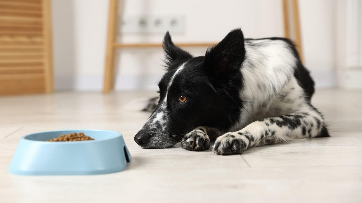 Why Is My Dog Suddenly a Picky Eater?
