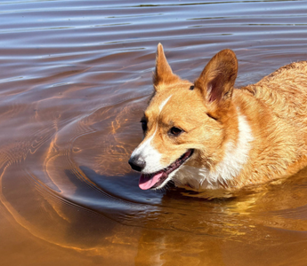 Meet Charlie AKA Snarles Barkley: From Surprise to Superstar