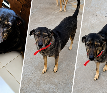 Meet Bhutto: The Indie Dog Who Became My Heart and Home