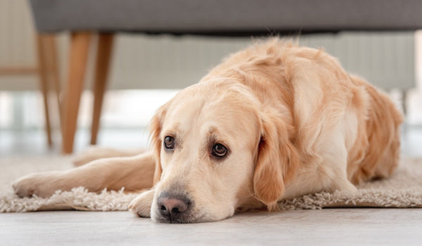 Common Signs of Food Allergies in Dogs