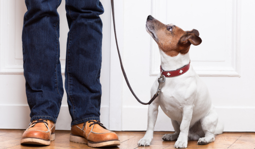 How Traumatic Is It For A Dog To Change Owners?