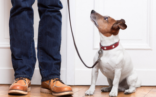 Jack Russell Terrier dog sits patiently on a leash, looking up at its owner.