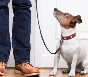 Jack Russell Terrier dog sits patiently on a leash, looking up at its owner.