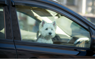 White West Highland Terrier dog sitting in a car, looking out the window.