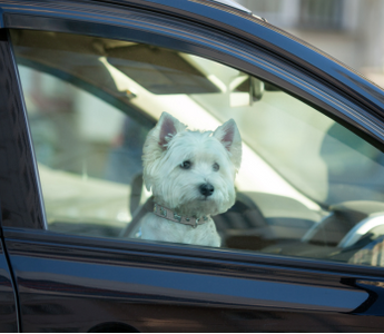 White West Highland Terrier dog sitting in a car, looking out the window.