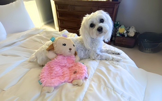White Maltese dog relaxing on a bed with a pink lamb plush toy.