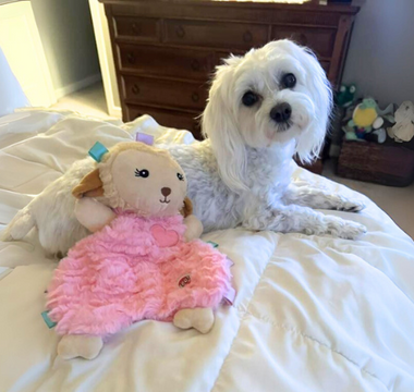 White Maltese dog relaxing on a bed with a pink lamb plush toy.