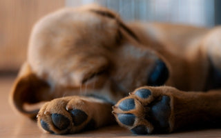 Adorable golden retriever puppy sleeping soundly, paws tucked in.