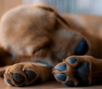 Adorable golden retriever puppy sleeping soundly, paws tucked in.