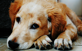 Sad Golden Retriever puppy resting its head on its paws.