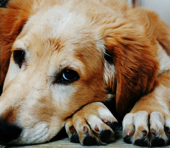 Sad Golden Retriever puppy resting its head on its paws.