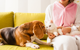 Which PEMF Device Is Best for Your Pet?