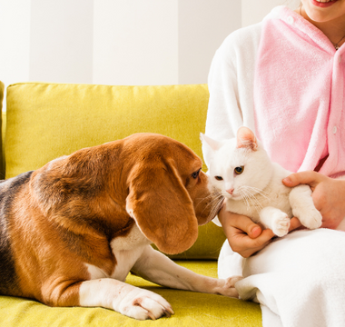 Which PEMF Device Is Best for Your Pet?