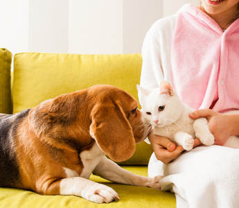 Beagle dog and white cat cuddling with a girl on a yellow couch.
