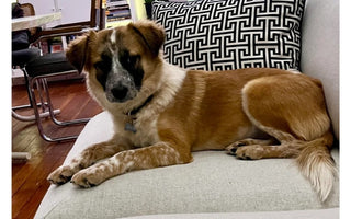 Adorable brown and white mixed-breed dog relaxing on a couch.