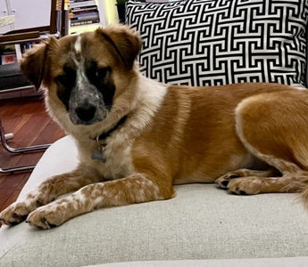 Adorable brown and white mixed-breed dog relaxing on a couch.