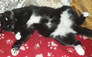 Tuxedo cat relaxing on red paw print blanket